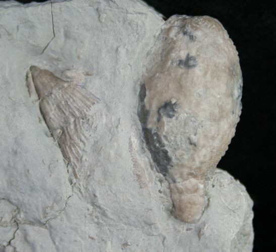 Holocystites (Cystoid) Fossil From Indiana #9048